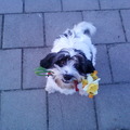 honden foto Bloemen geplukt voor baasje !