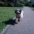 honden foto Lief he....