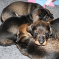 honden foto Abeltje vier weken