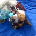 honden foto 