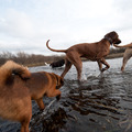 honden foto Petit Brabancon Skip bij dagopvang Ren Je Rot