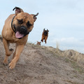 honden foto Petit Brabancon Skip bij dagopvang Ren Je Rot