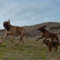 honden foto Petit Brabancon Skip bij dagopvang Ren Je Rot