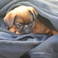 honden foto kiekeboe