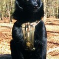 honden foto Op de uitkijk in zijn stoere legertuig