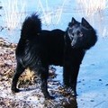 honden foto Ik moet eerst even in het water