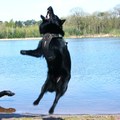 honden foto Joep op muggenjacht