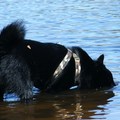 honden foto Zit hier ook nog vis??