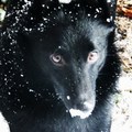 honden foto Joep is gek op sneeuw