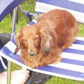 honden foto 