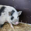 honden foto Wilma