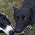 honden foto Johann en Melman