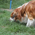 honden foto eerste foto's met mijn canon 500D
