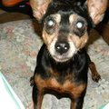 honden foto 