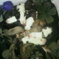 honden foto Dit is myn knappe elftal!