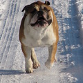 honden foto sneeuwpret
