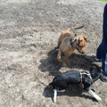 honden foto Spelen met ander hondje