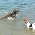 honden foto 