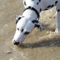 honden foto Haha, het gewonde visje vangen op het strand. Hij smaakte trouwens heerlijk!