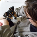 honden foto Gezellig saampies op de bank