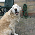 honden foto Het vrouwtje wilde deze erg lieve foto van mij verwijderen.Stom hè 
Maar ik knijp wel een oogje dicht.