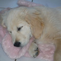 honden foto so sweet!