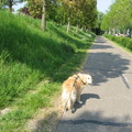 honden foto Gaan we de andere kant op ,komen we op de zelfde manier in de polder.