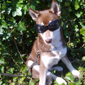 honden foto ook viper
