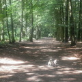honden foto 