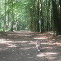 honden foto 