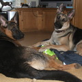 honden foto Dochter en moeder uit nest 2010