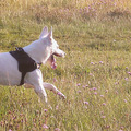 honden foto 