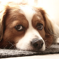 honden foto Ons kooikerhondje