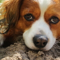 honden foto Ons kooikerhondje