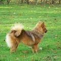 honden foto Moeder Roxy