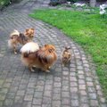 honden foto Tuin