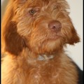 honden foto Arwen of is het foncy Beer?