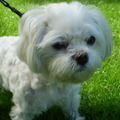 honden foto 