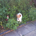 honden foto 