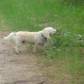 honden foto snuffen in het bos 