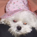 honden foto 