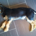 honden foto 