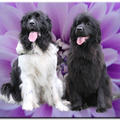honden foto photoshop reina en yuna