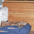 honden foto Kyra slaapt overal