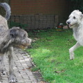 honden foto Y&KBY