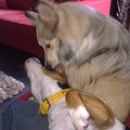 honden foto Vind je mij lief, ik jou wel