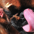 honden foto Het tongetje van Skip