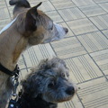 honden foto 