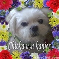 honden foto 