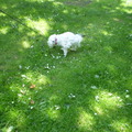 honden foto Evennnnnnnnn m,n plasje doen